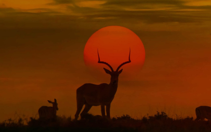 kenya
