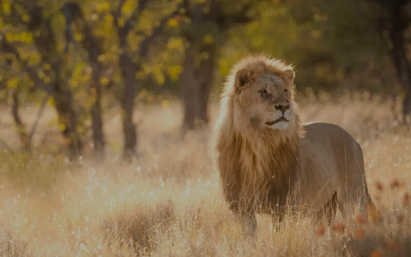 namibia