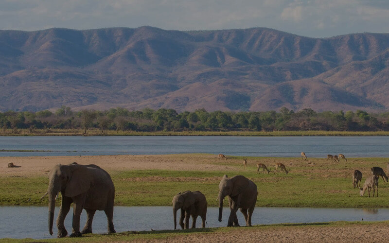 zambia